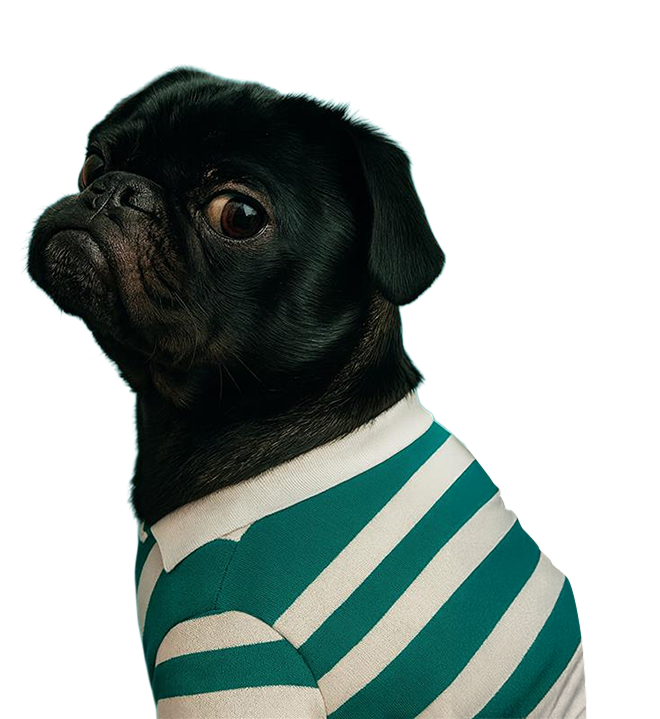 Cão